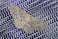 Scopula marginepunctata