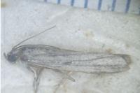 Phycitodes albatella
