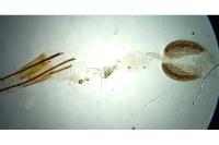 Phycitodes albatella