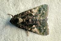 Aedia leucomelas