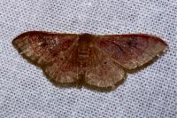 Idaea degeneraria