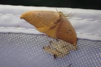 Watsonalla binaria