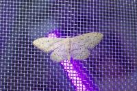 Idaea seriata