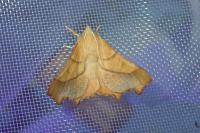 Ennomos fuscantaria