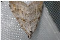 Aplocera efformata