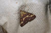 Pyrausta purpuralis