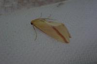 Rhodometra sacraria