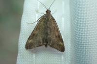 Pyrausta despicata