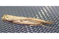 Agriphila geniculea