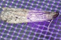 Phycitodes
