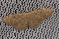 Scopula asellaria asellaria