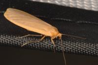 Katha depressa