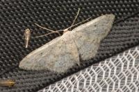 Idaea seriata
