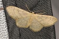 Idaea aversata