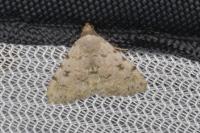 Metachrostis velox