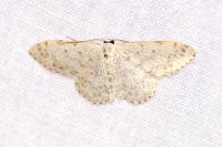 Scopula marginepunctata
