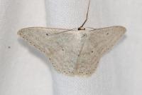 Scopula incanata