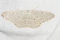 Scopula incanata