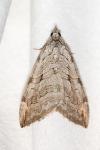 Aplocera