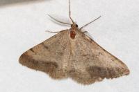 Selidosema brunnearia brunnearia