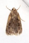 Xestia stigmatica