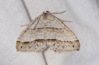 Mesotype parallelolineata