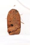 Noctua interposita