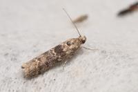 Ancylosis oblitella