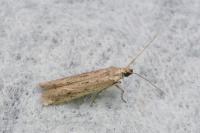 Phycitodes inquinatella