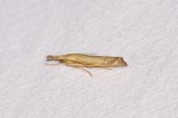 Agriphila inquinatella
