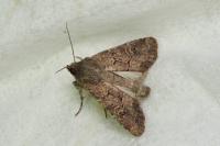 Luperina testacea