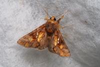 Chrysodeixis chalcites