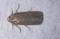 Spodoptera exigua