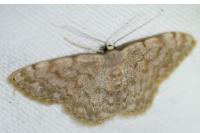 Scopula asellaria isabellaria