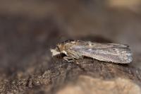 Isauria dilucidella