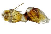 Isauria dilucidella