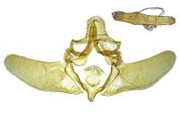Stemmatophora borgialis