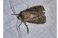 Agrotis bigramma
