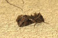 Trichoplusia ni