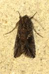 Trichoplusia ni
