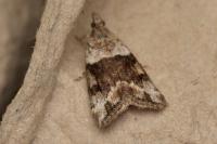 Anarpia incertalis