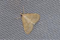 Paracorsia repandalis
