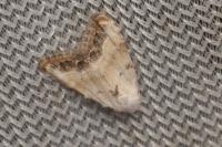 Nola infantula