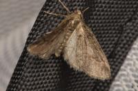 Tephronia theophilaria