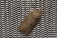 Nycteola columbana