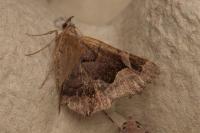 Zethes insularis