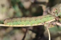 Hecatera dysodea