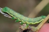 Hecatera dysodea