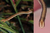 Lythria purpuraria