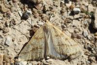 Aspitates ochrearia